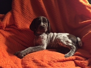 German Shorthaired Pointer Puppy for sale in Francesville, IN, USA