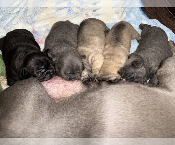 Medium Photo #8 French Bulldog Puppy For Sale in MISSION VIEJO, CA, USA