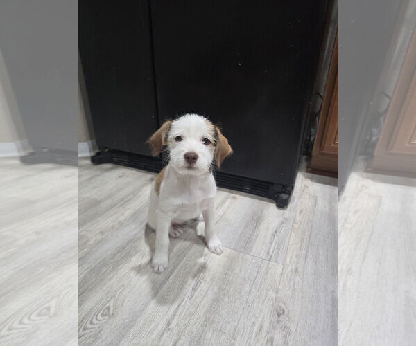 Medium Photo #5 Mutt Puppy For Sale in Rosenberg, TX, USA