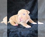 Small Photo #16 American Bully Puppy For Sale in PALMDALE, CA, USA