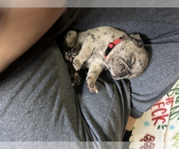 Medium Photo #5 Pug Puppy For Sale in BLOOMINGTON, IL, USA