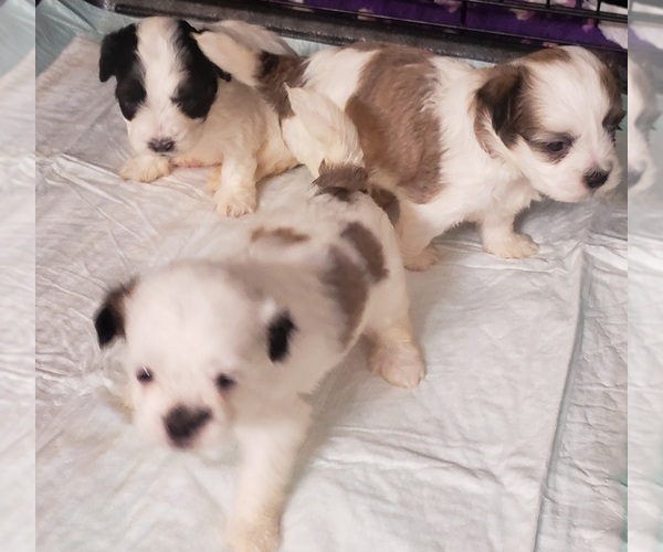 Medium Photo #1 ShihPoo Puppy For Sale in WINSTON SALEM, NC, USA