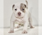 Small Photo #2 American Bully Puppy For Sale in JEFFERSON CITY, MO, USA