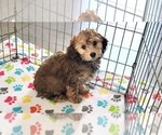 Small #3 Cockapoo-Poodle (Miniature) Mix