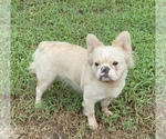 Small Photo #1 French Bulldog Puppy For Sale in LORIS, SC, USA
