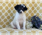Small Photo #1 Jack Russell Terrier-Unknown Mix Puppy For Sale in LAKELAND, FL, USA