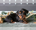 Small #2 Yorkshire Terrier