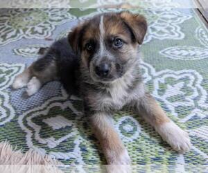 German Shepherd Dog-Unknown Mix Dogs for adoption in Santa Cruz, CA, USA