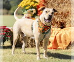 Small #1 Chinese Shar-Pei-Labrador Retriever Mix