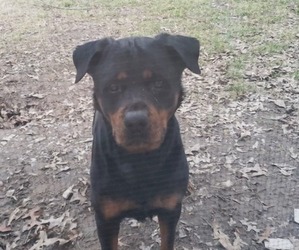 Mother of the Rottweiler puppies born on 04/13/2023