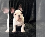 Small #4 French Bulldog