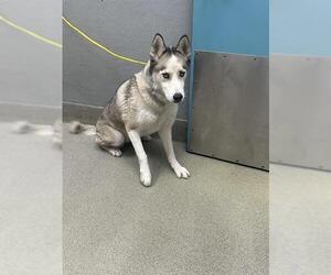 Siberian Husky-Unknown Mix Dogs for adoption in Las Vegas, NV, USA