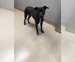 Small American Pit Bull Terrier Mix