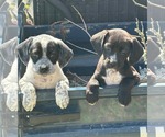 Small #1 Bluetick Coonhound-Pointer Mix