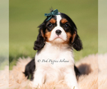 Puppy Comet AKC Cavalier King Charles Spaniel
