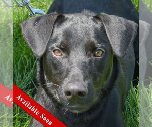 Mutt Dogs for adoption in Huntley, IL, USA