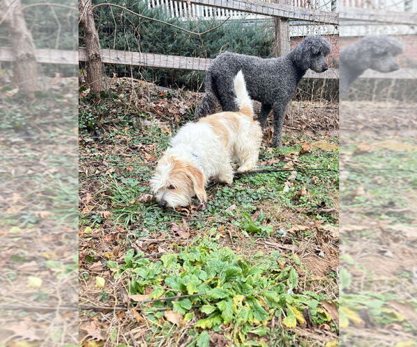 Medium Photo #3 Mutt Puppy For Sale in Candler, NC, USA