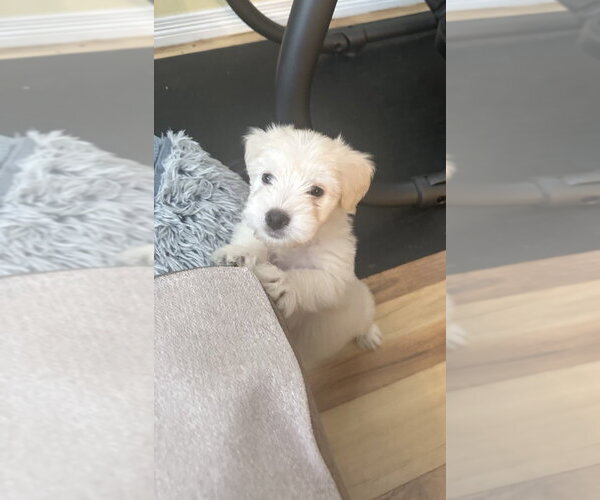 Medium Photo #3 Poodle (Miniature)-Unknown Mix Puppy For Sale in Lakewood, CO, USA