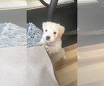 Small #2 Poodle (Miniature) Mix