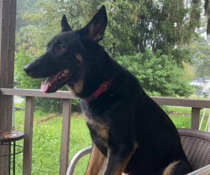 Mother of the German Shepherd Dog puppies born on 05/05/2025