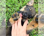 Small #1 German Shepherd Dog Mix