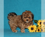 Small Photo #2 Shih-Poo Puppy For Sale in QUARRYVILLE, PA, USA
