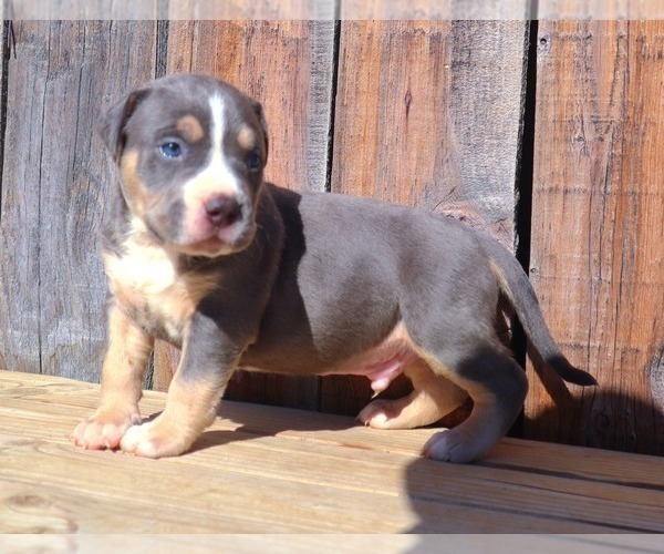 Medium Photo #5 American Bully Puppy For Sale in PHOENIX, AZ, USA