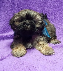 Shih Tzu Puppy for sale in BUFFALO, MO, USA