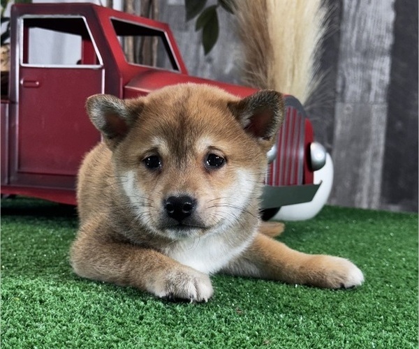 Medium Photo #1 Shiba Inu Puppy For Sale in CANOGA, NY, USA