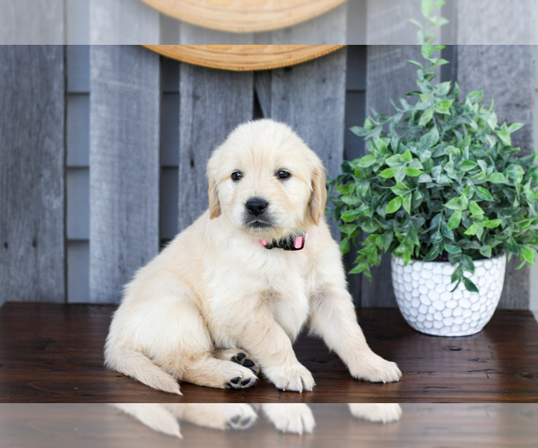 Medium Photo #2 English Cream Golden Retriever Puppy For Sale in NAPPANEE, IN, USA