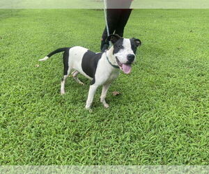 Bullboxer Pit Dogs for adoption in Sparta, TN, USA
