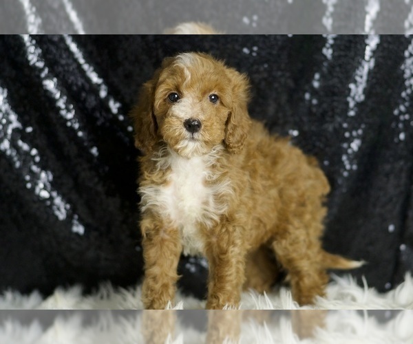 Medium Photo #4 Goldendoodle (Miniature) Puppy For Sale in WARSAW, IN, USA