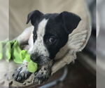 Small #1 Mutt