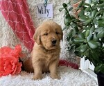 Small #2 Golden Retriever