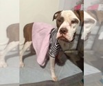 Small #1 Boxer Mix