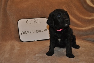 Labradoodle Puppy for sale in DYERSBURG, TN, USA