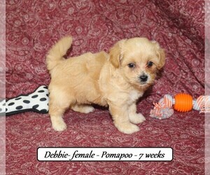 Pomeranian-Poodle (Toy) Mix Puppy for sale in CLARKRANGE, TN, USA