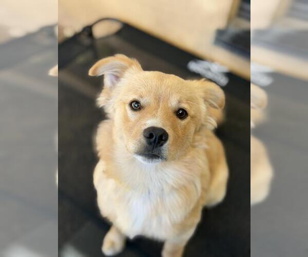 Medium Photo #1 Chihuahua Puppy For Sale in Santa Maria, CA, USA