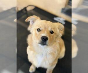 Chihuahua Dogs for adoption in Santa Maria, CA, USA