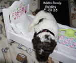 Small Photo #12 Poodle (Standard) Puppy For Sale in TRAVELERS REST, SC, USA