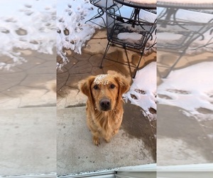 Mother of the Golden Retriever puppies born on 05/08/2025