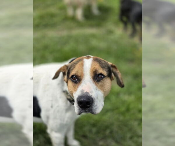 Medium Photo #6 American Pit Bull Terrier-Beagle Mix Puppy For Sale in Aurora, IN, USA