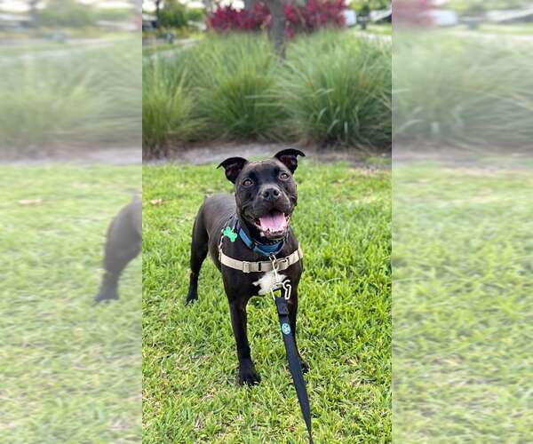 Medium Photo #3 Mutt Puppy For Sale in Pompano Beach , FL, USA