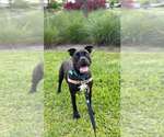 Small #2 Mutt