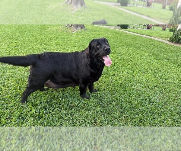 Medium Photo #1 Labrador Retriever Puppy For Sale in PASADENA, TX, USA