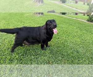 Mother of the Labrador Retriever puppies born on 04/21/2026