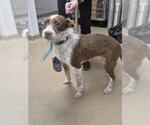 Small German Shorthaired Pointer Mix