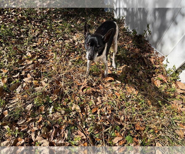 Medium Photo #4 Chihuahua-Unknown Mix Puppy For Sale in oakland, FL, USA