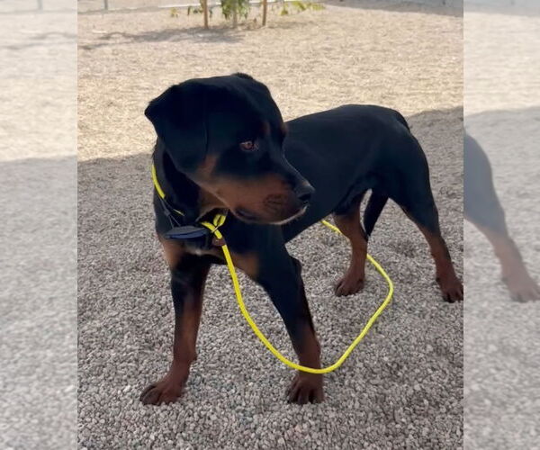 Medium Photo #3 Rottweiler Puppy For Sale in Gilbert, AZ, USA