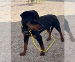 Small #2 Rottweiler
